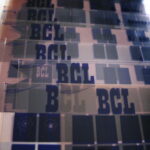 bcl6